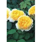 rose inglesi