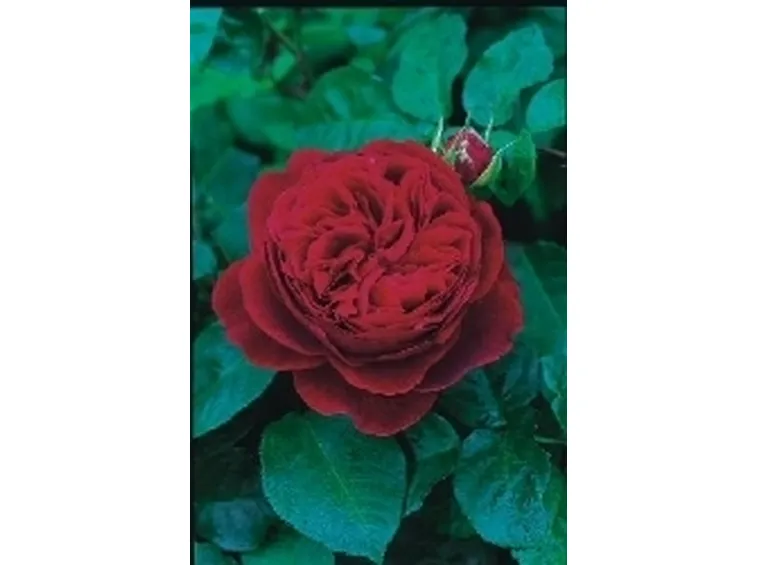 rosa braitwhaite