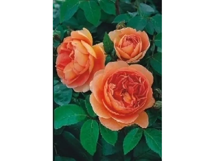 rose austin