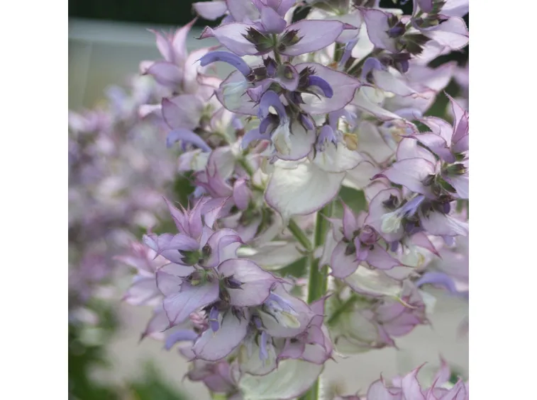 Salvia sclarea