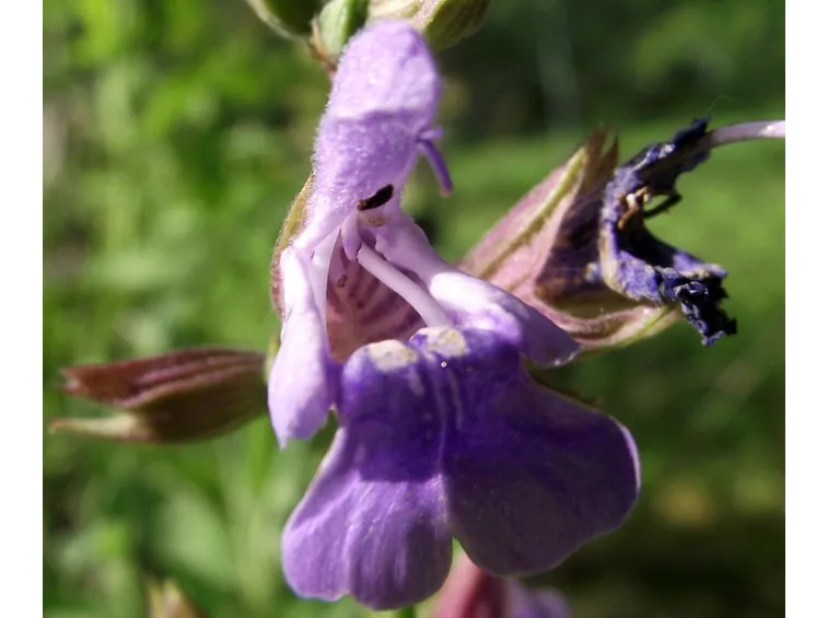 salvia chamedrioides