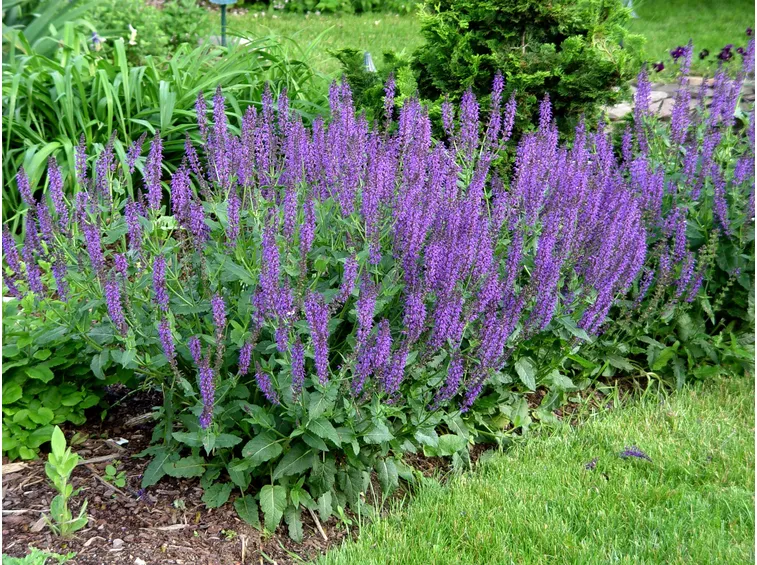 salvia urica