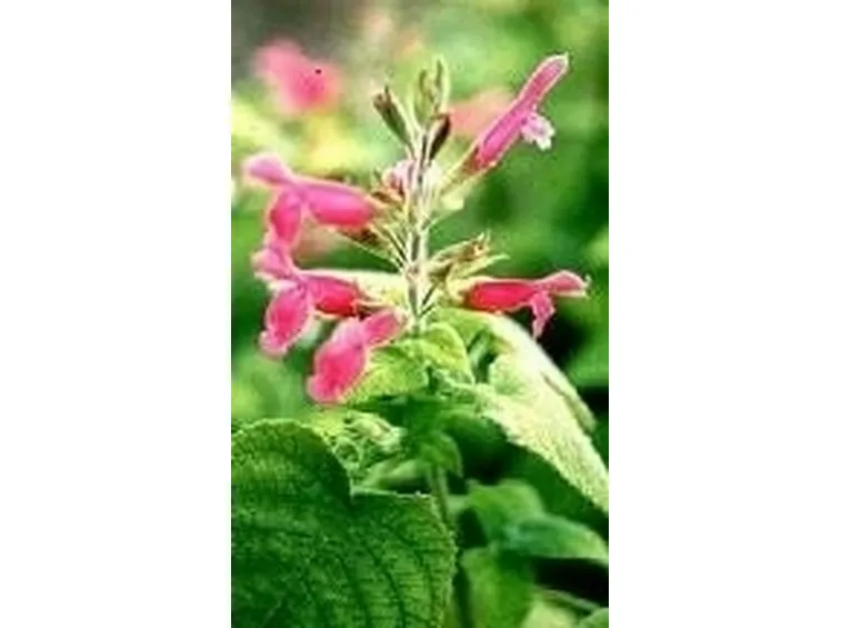 salvia dorisiana