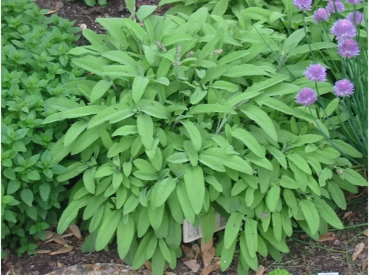Salvia officinalis