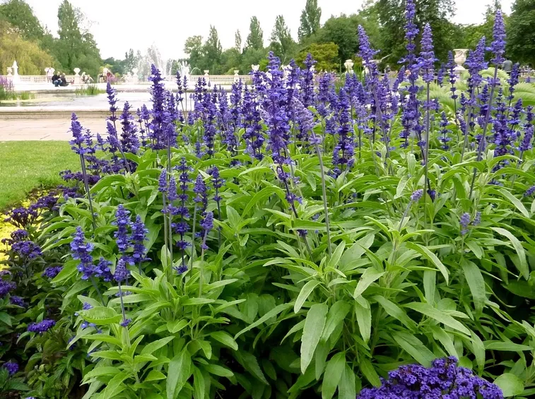 Salvia farinacea