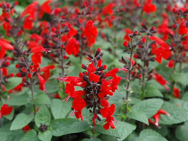 Salvia coccinea