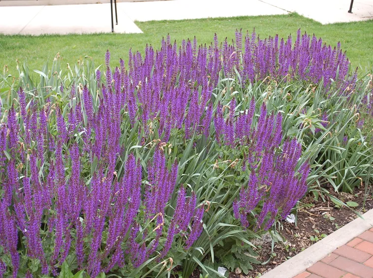 Salvia superba