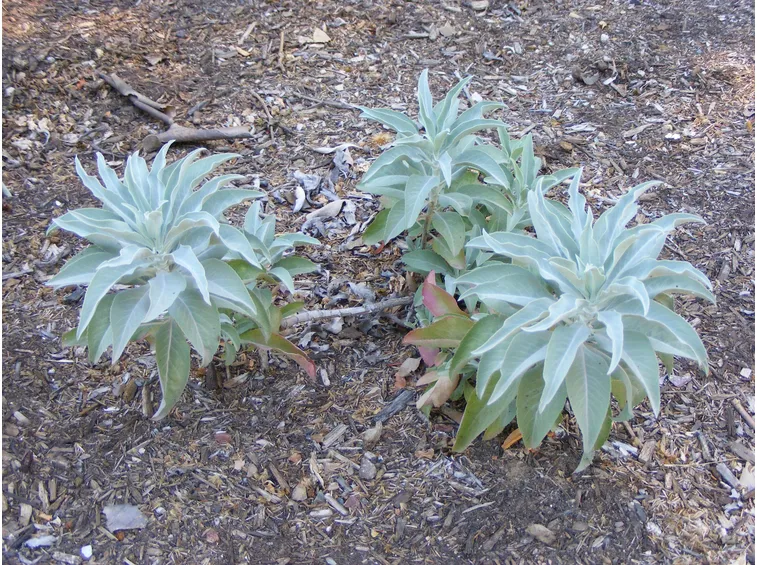 Salvia apiana
