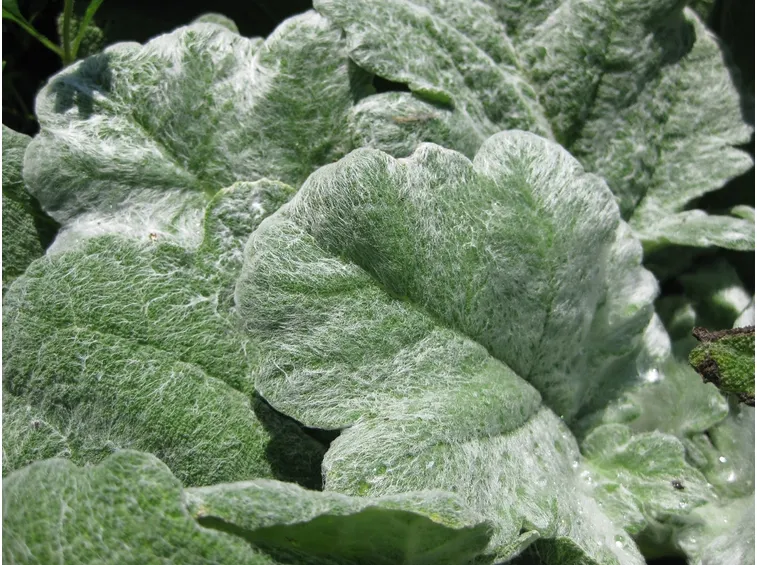 Salvia argentea
