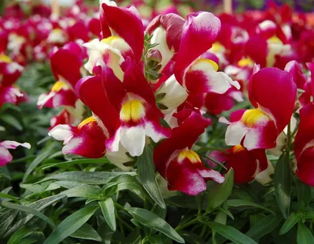 antirrhinum