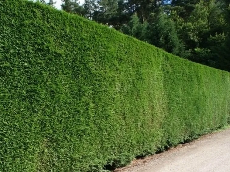 Siepe di alloro