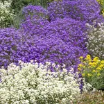 abies koreana fliegendeuntertasse