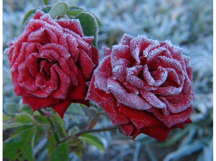 rosa bordure