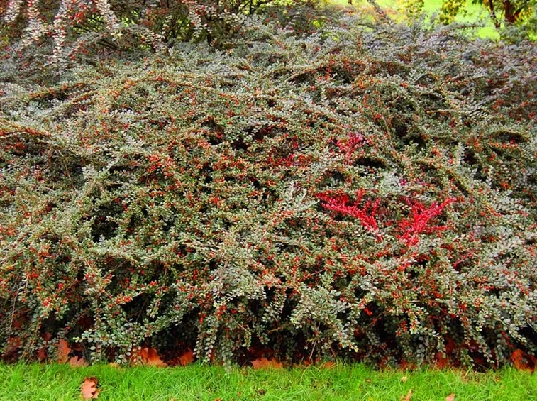 cotoneaster bacche