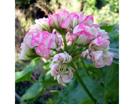 pelargonium grandiflorum