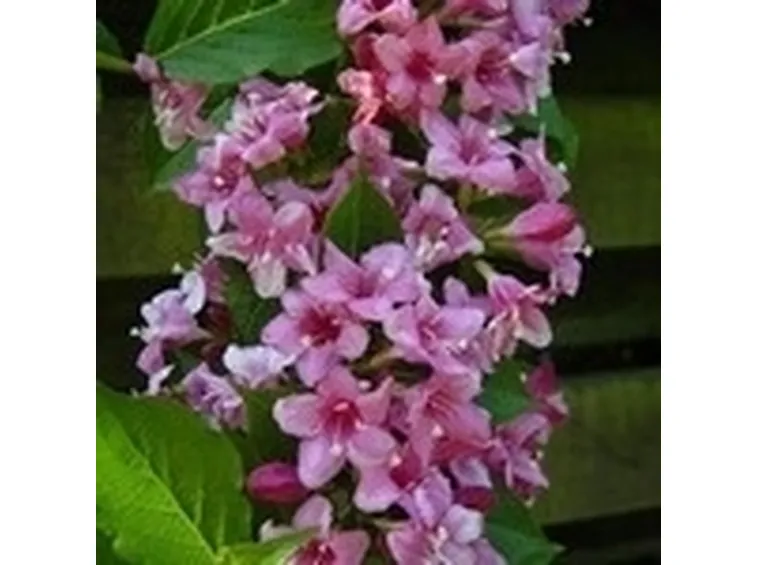 piante da giardino