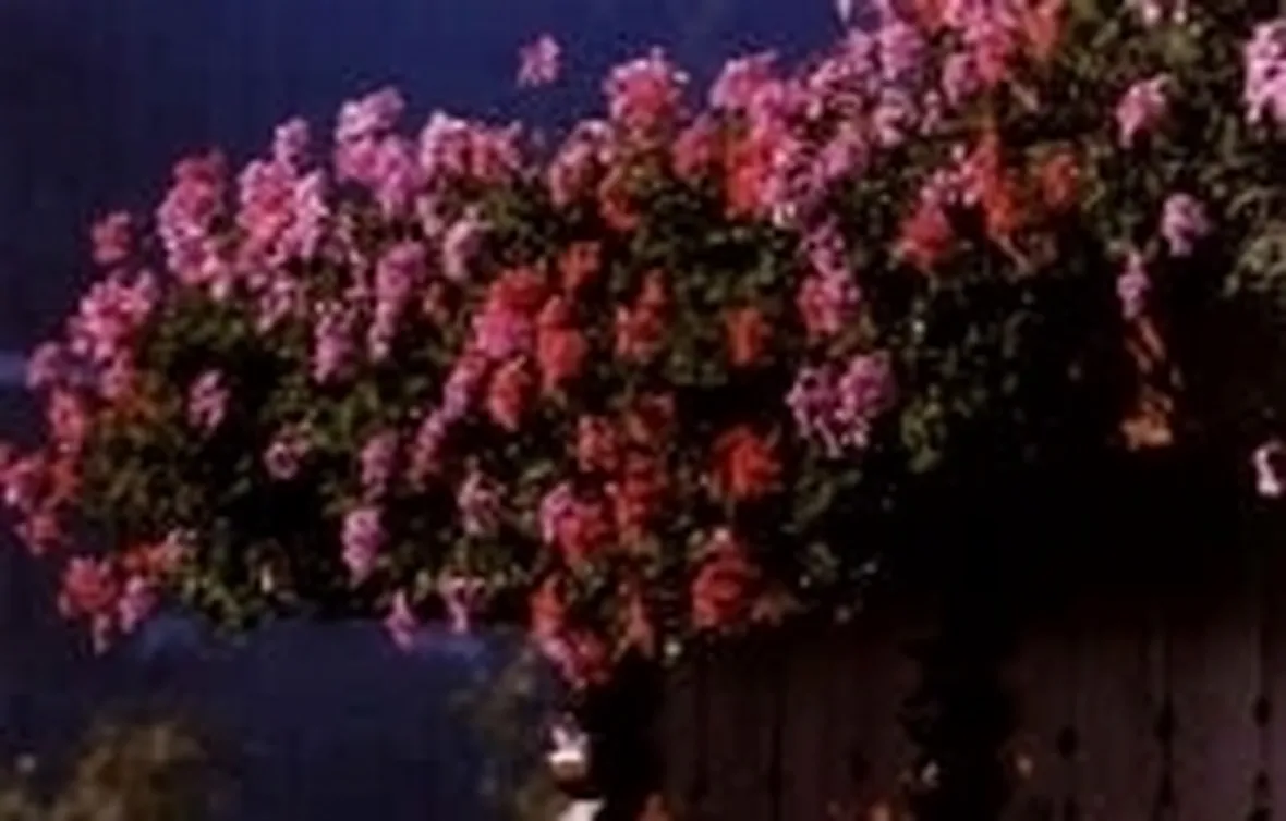 fiori