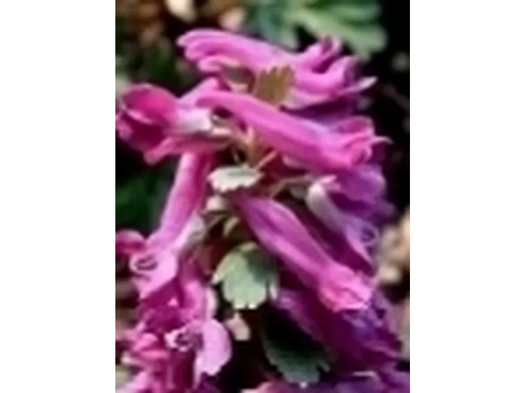 fiori