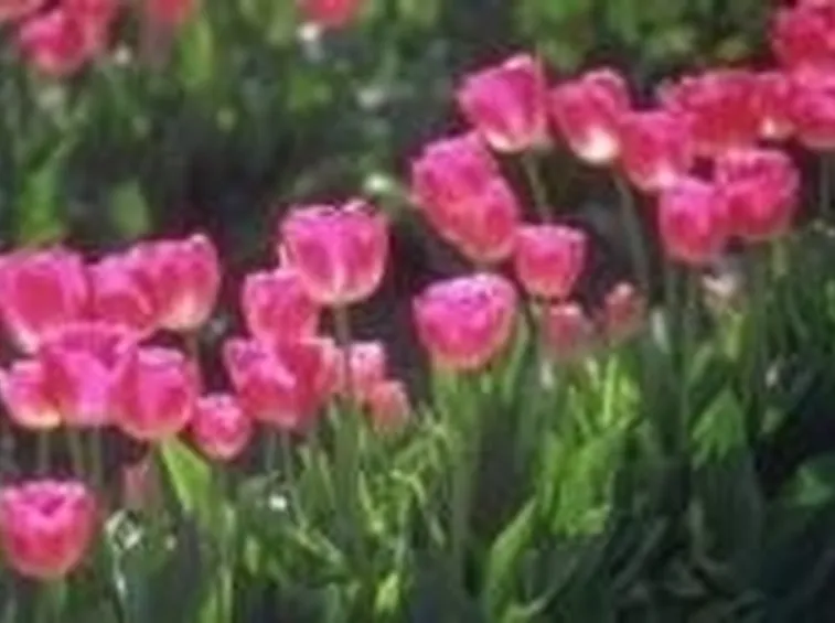 seminare fiori