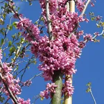 fiori