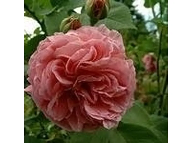 fiori rosa