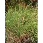 agrostide