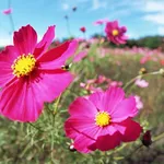 fiori