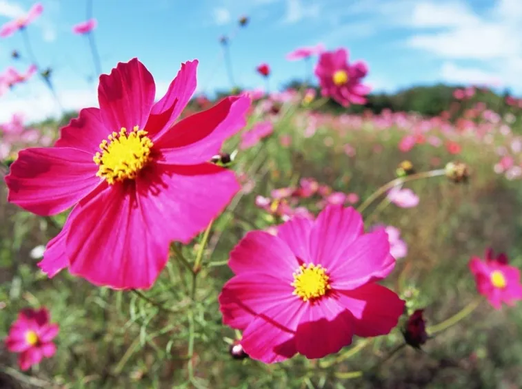 fiori