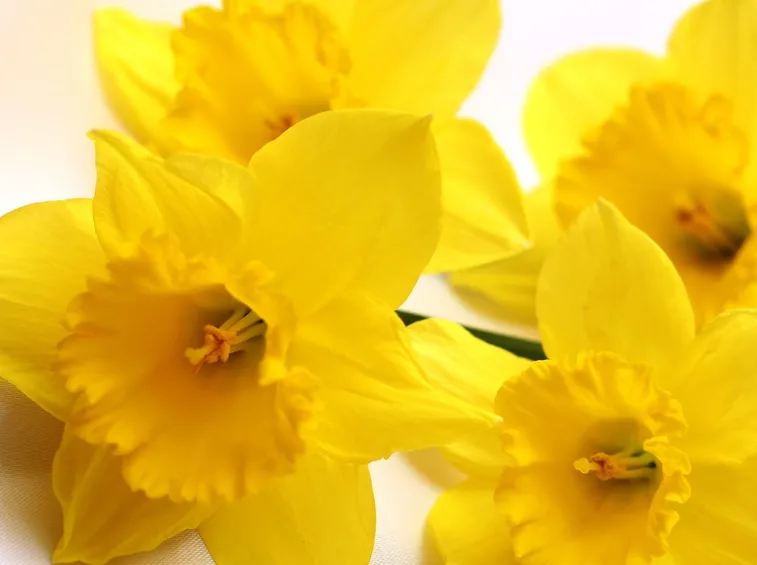 fiori gialli