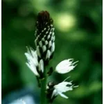 piante particolari