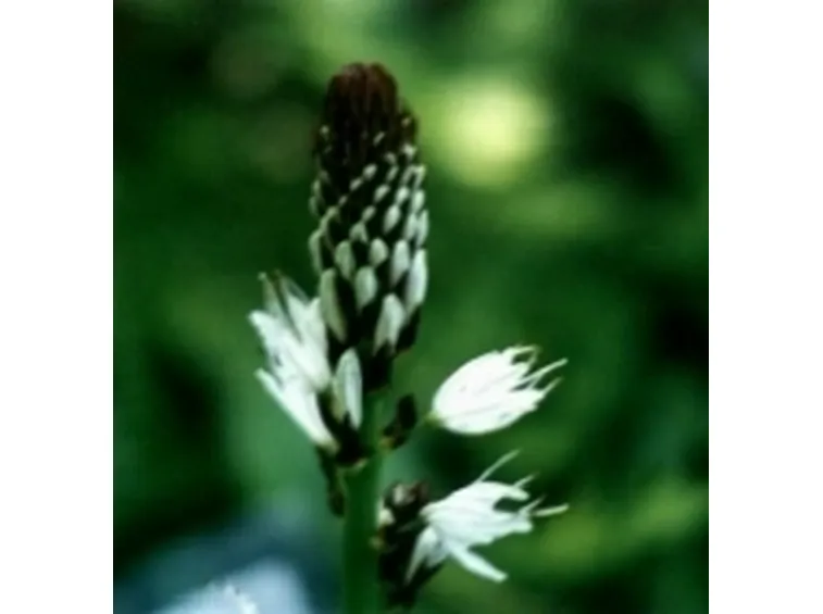 piante particolari