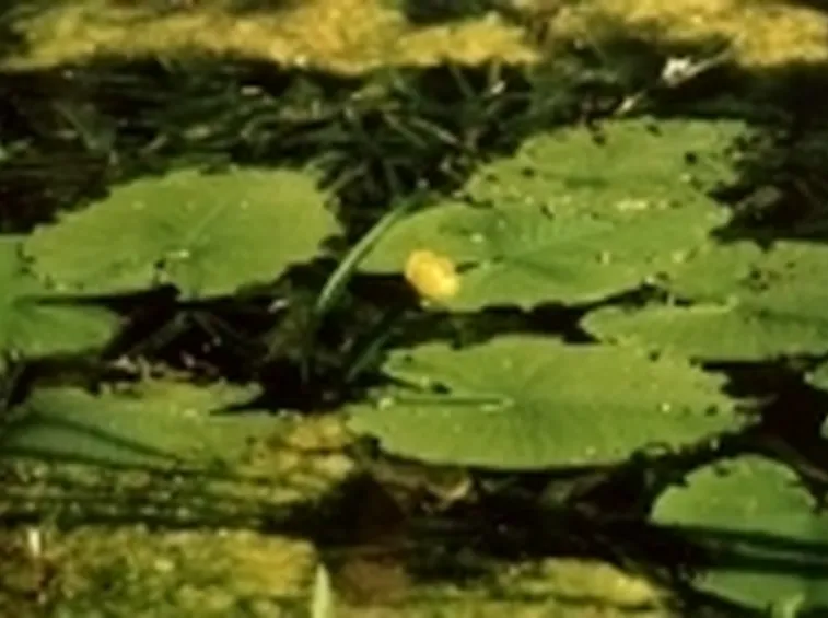 acquatiche