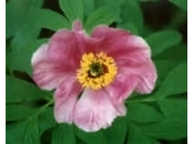 fiori