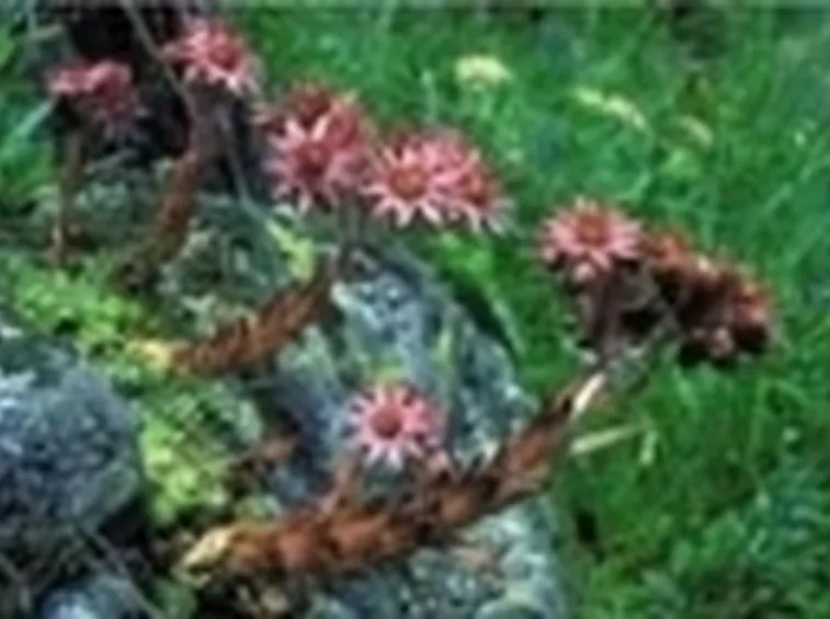 fiori