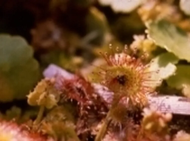 fiori particolari