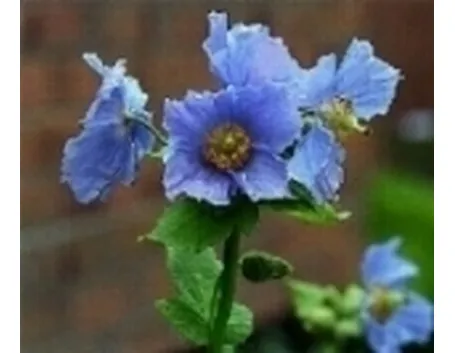 fiori