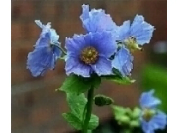 fiori