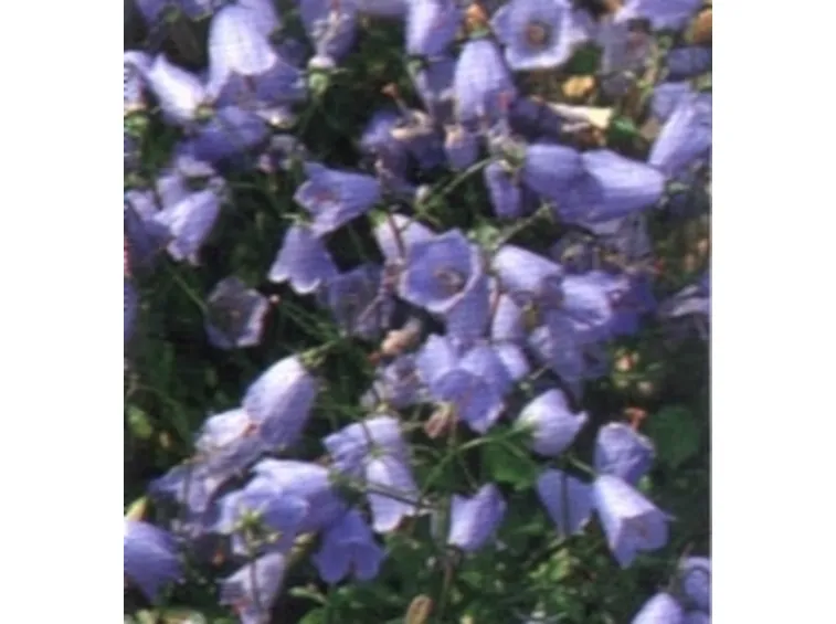 fiori viola