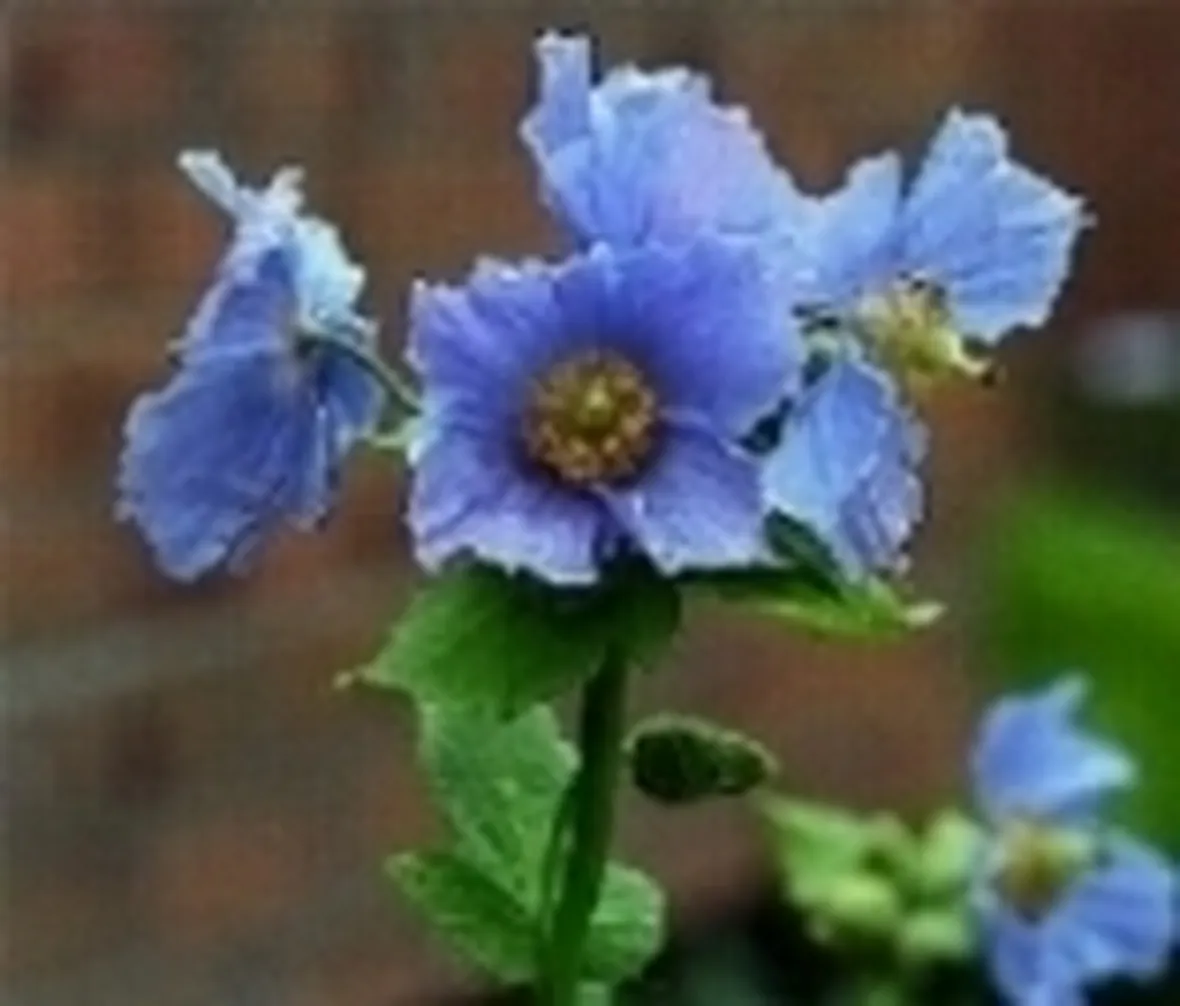 fiori