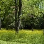 bosco