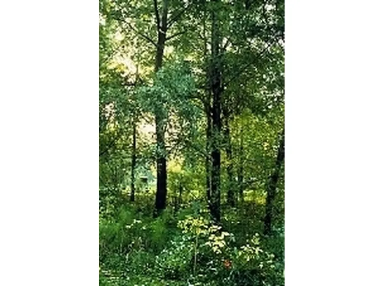 flora