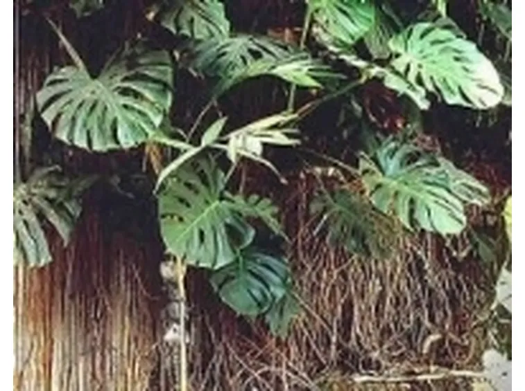 orto botanico