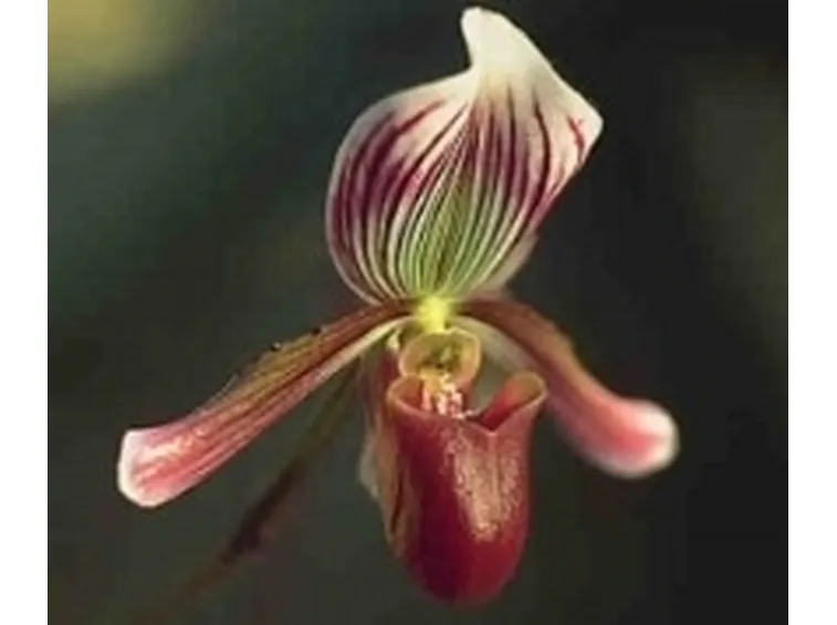 fiori