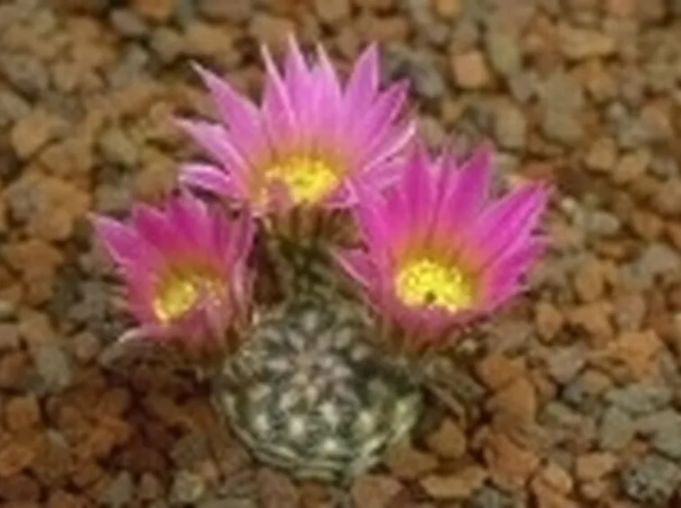 fiori particolari