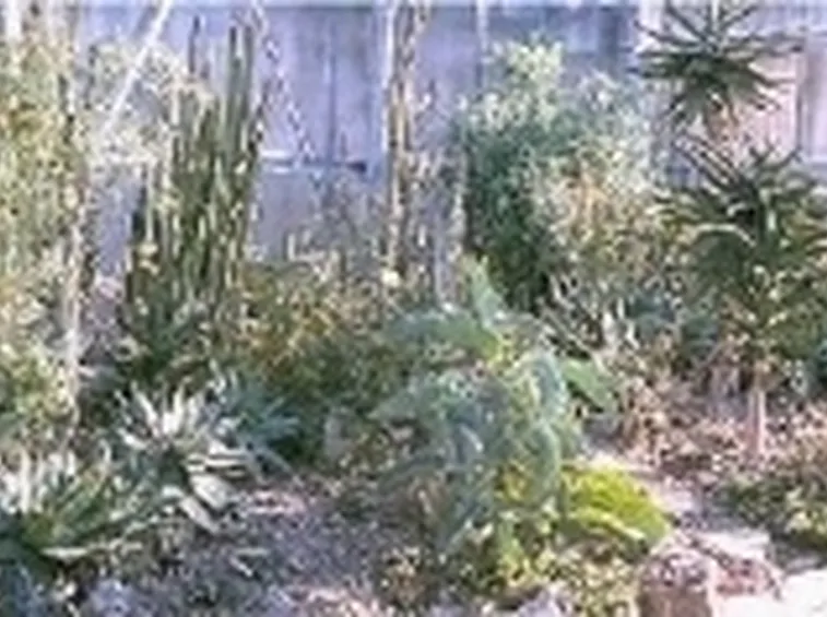 piante orto