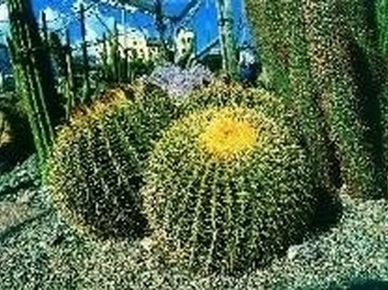 piante grasse