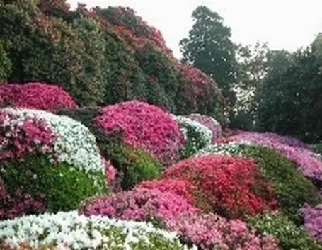 fiori colorati