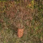 foto abelia