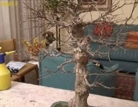 annaffiature bonsai