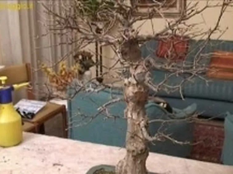 annaffiature bonsai